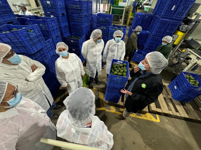 Aguacate de exportación