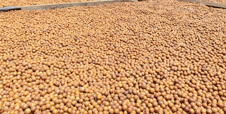 Continúan investigaciones para potenciar al Sector de Macadamia 