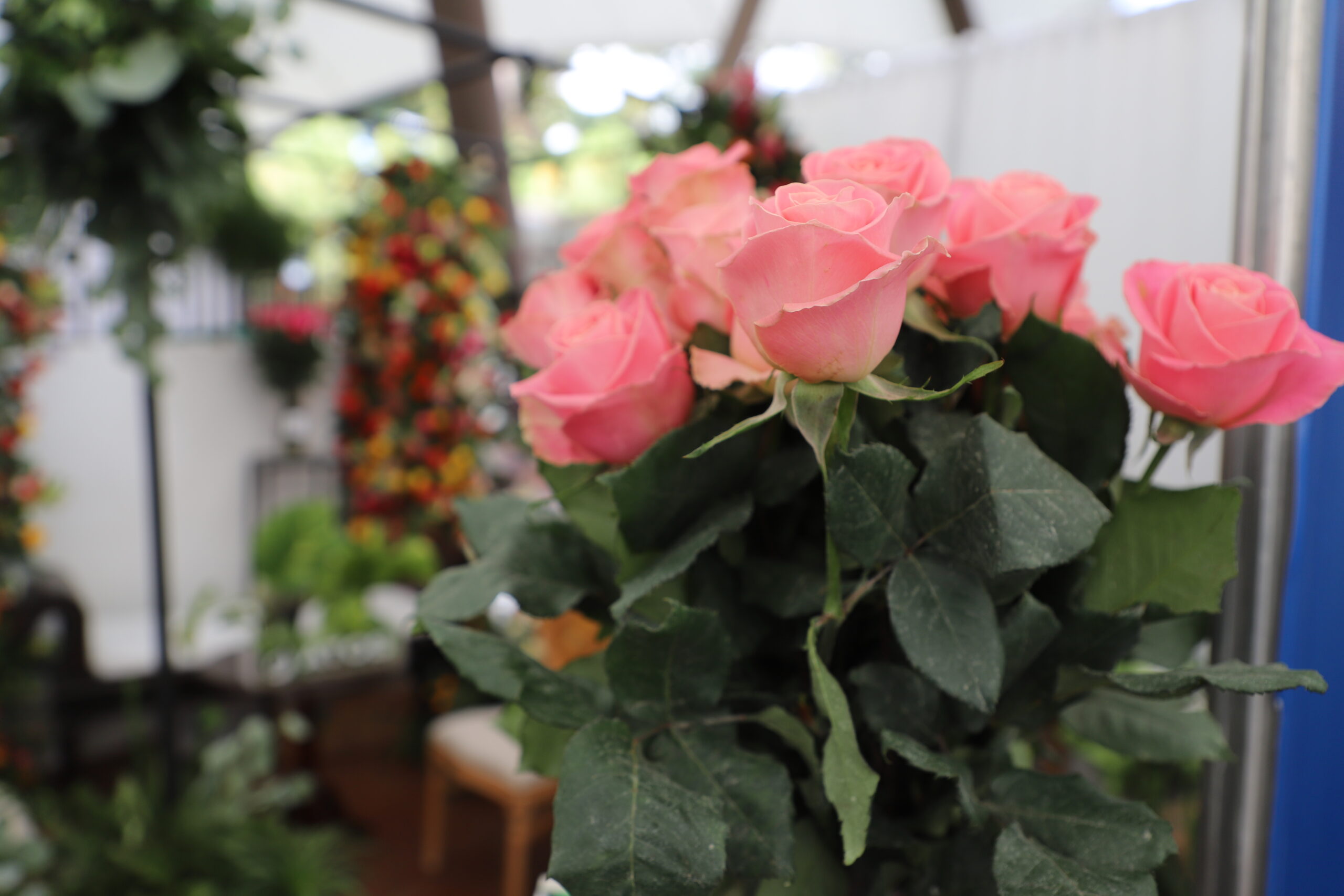 Rosas