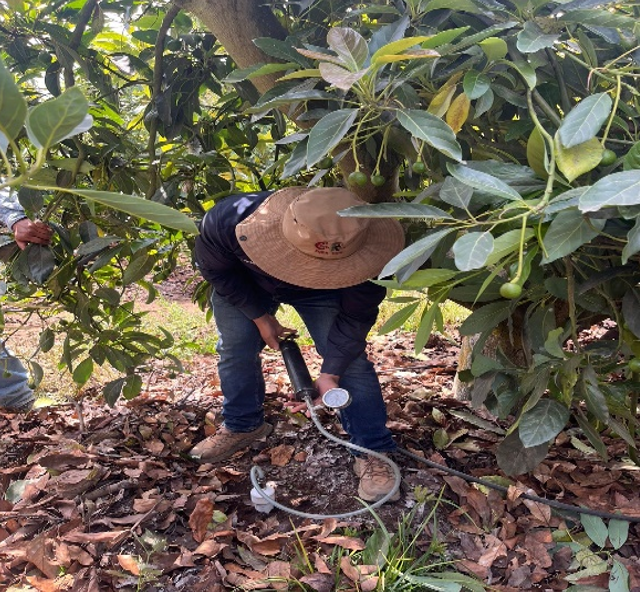 AGEXPORT implementa proyecto para mejorar la producción de aguacate Hass en Guatemala