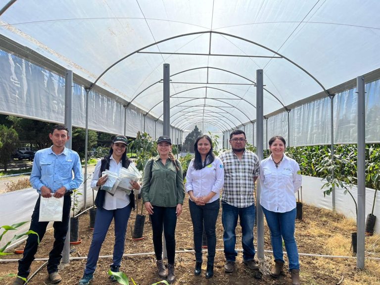 Programa CRIA de USDA impulsa la investigación de aguacate Hass