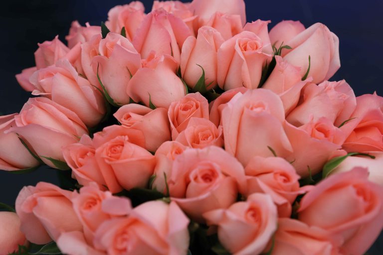 Flores, chocolates y joyas: Exportaciones que celebran el amor y amistad