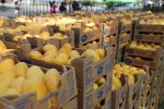 Latinoamérica exportó 33,518 millones de dólares en frutas en 2024, representando el 23% del comercio global