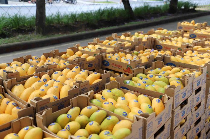 Guatemala proyecta exportar más de 4.5 millones de cajas de mango en 2025.