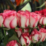 Guatemala florece en mayo: Sector de Plantas Ornamentales, Follajes y Flores genera 60,000 empleos y prevé alza del 10% en exportaciones