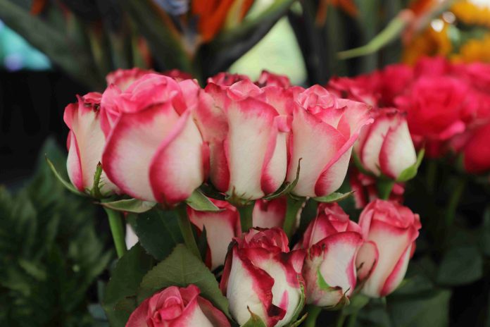 Guatemala florece en mayo: Sector de Plantas Ornamentales, Follajes y Flores genera 60,000 empleos y prevé alza del 10% en exportaciones