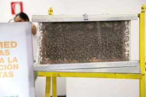 Celebración del Día Internacional de las Abejas: Comercio justo y sostenible en el Sector Apícola de Guatemala.