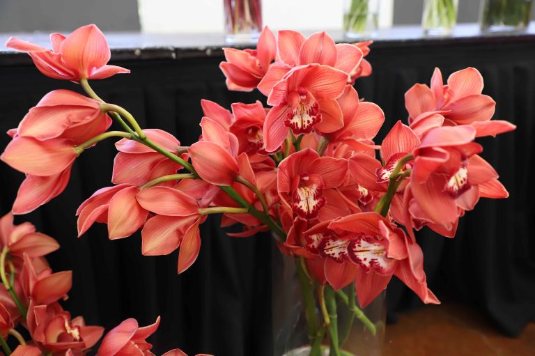 Sector de Plantas Ornamentales, Follajes y Flores impulsa con fuerza su incursión en Sudamérica