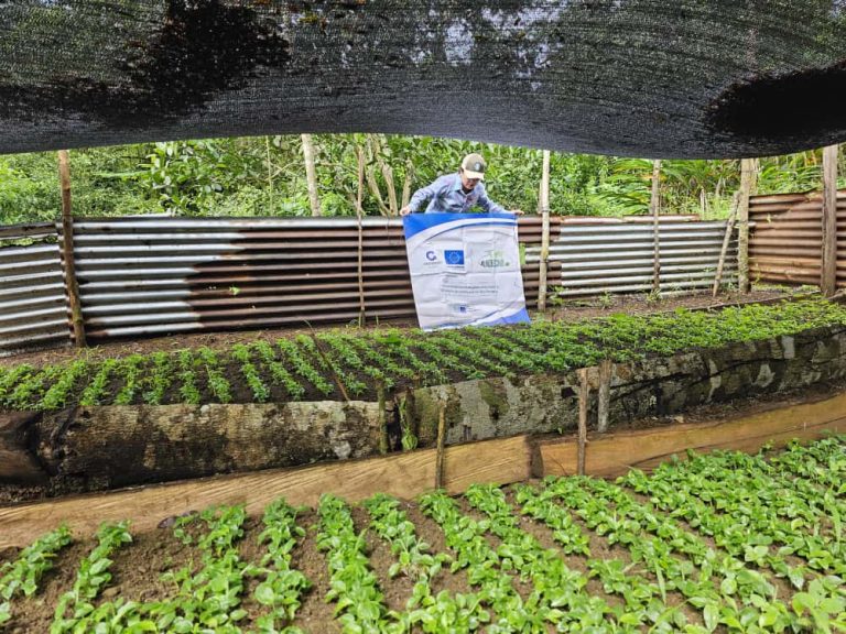 ADECAR impulsa la reactivación del sector cardamomero en Alta Verapaz con apoyo de la Unión Europea