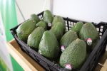 Guatemala podría incorporar hasta 20 mil toneladas adicionales de aguacate Hass hacia 2028, si supera barreras que frenan la competitividad del sector
