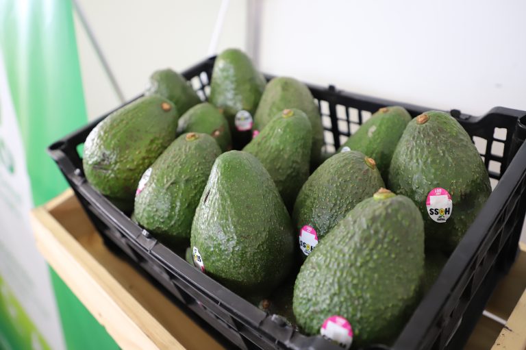Guatemala podría incorporar hasta 20 mil toneladas adicionales de aguacate Hass hacia 2028, si supera barreras que frenan la competitividad del sector