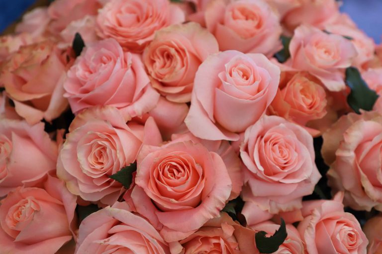 Día de la Madre eleva hasta 10% las exportaciones de flores
