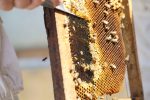 Primera edición del Día Mundial de las Abejas impulsa una agenda interinstitucional para fortalecer la apicultura guatemalteca