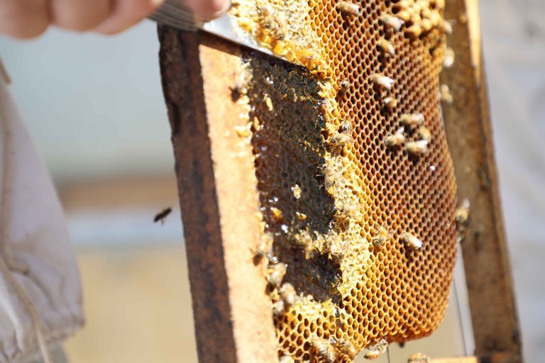 Primera edición del Día Mundial de las Abejas impulsa una agenda interinstitucional para fortalecer la apicultura guatemalteca