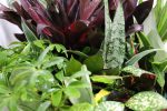 Qué buscan realmente los consumidores de plantas hoy en día