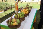 Exportaciones de mango guatemalteco a EE. UU. crecieron 35% en la temporada 2026