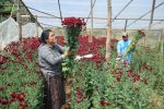 Crisantemos guatemaltecos se podrán exportar a Estados Unidos