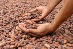 Cacao guatemalteco EUDR-Ready zarpa rumbo a Amberes