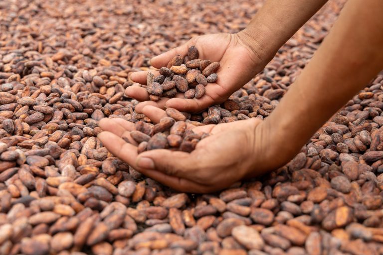 Cacao guatemalteco EUDR-Ready zarpa rumbo a Amberes